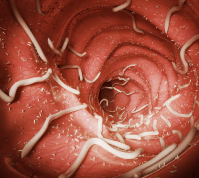 parasite detox image