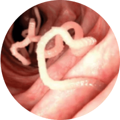roundworm parasite
