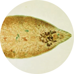 fluke cleanse