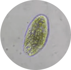 protozoa parasite