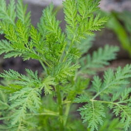wormwood herb