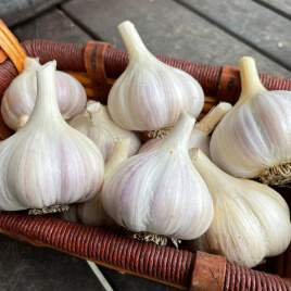 garlic gut health